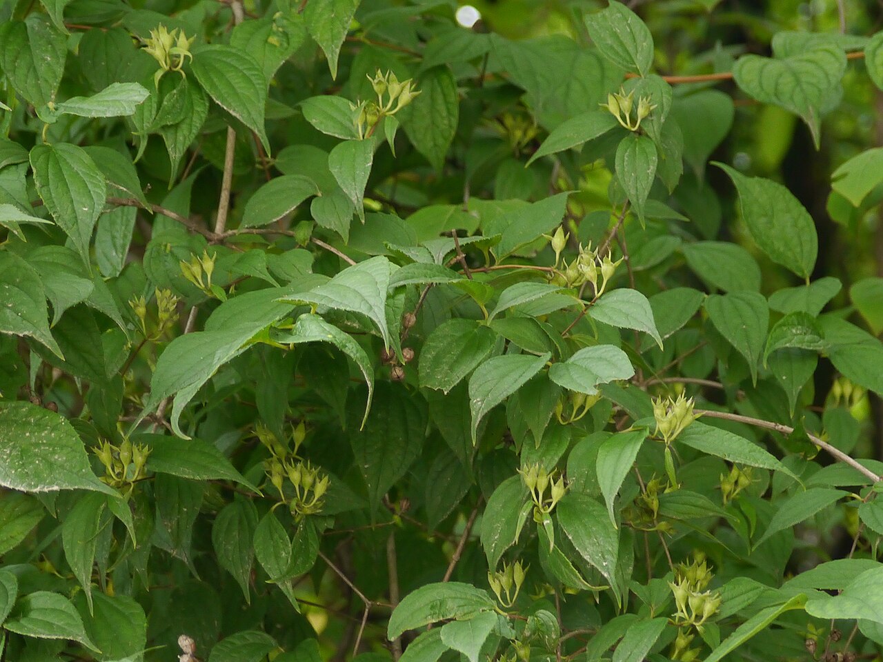 Fuzzy mock orange: Philadelphus tomentosus