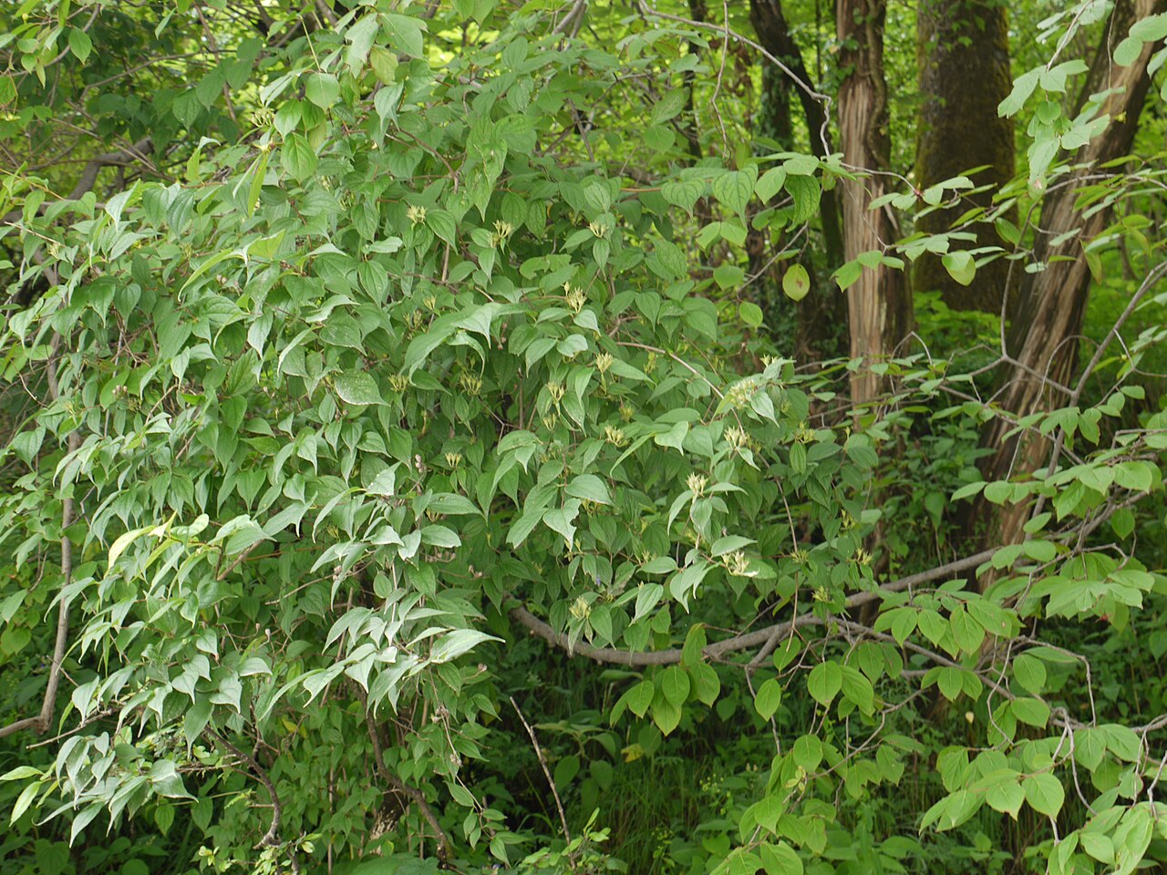 Fuzzy mock orange: Philadelphus tomentosus