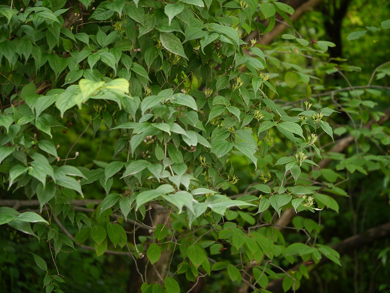 Fuzzy mock orange: Philadelphus tomentosus