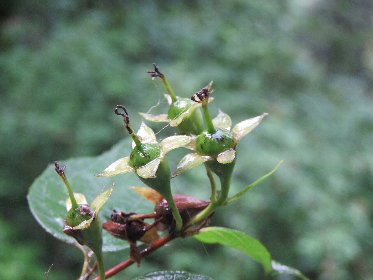 Fuzzy mock orange: Photos from Valley of Flowers trip during LGFC - VOF 2019