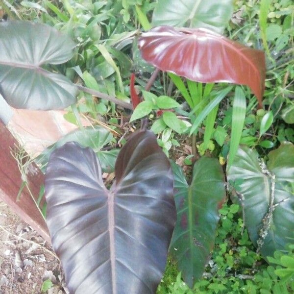 Philodendron erubescens (Philodendron erubescens)