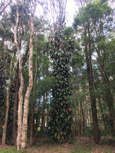 Philodendron erubescens (Philodendron erubescens)