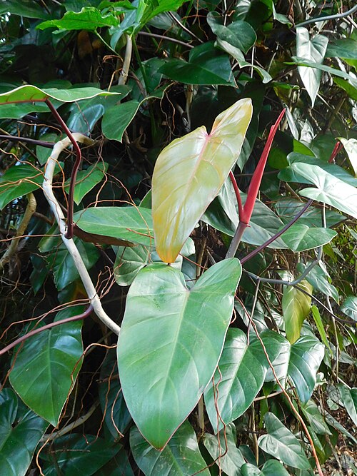 Philodendron erubescens: Philodendron erubescens