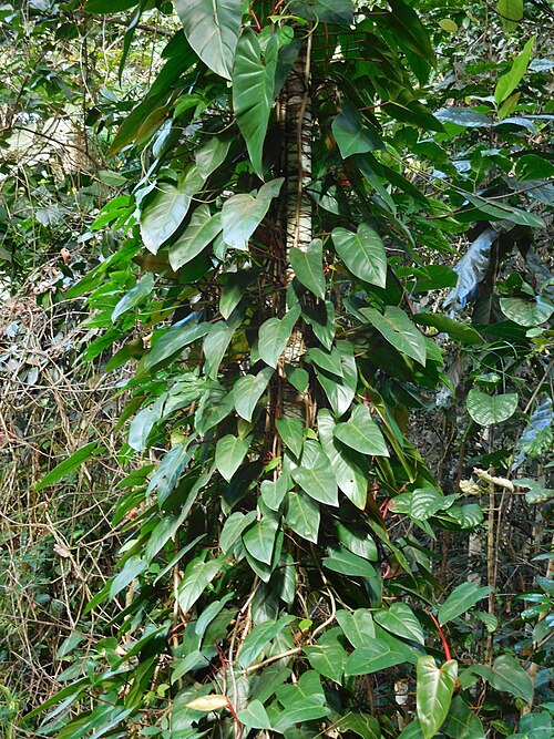 Philodendron erubescens: Philodendron erubescens