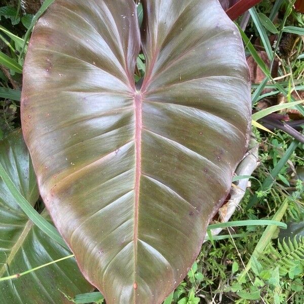 Philodendron erubescens (Philodendron erubescens)