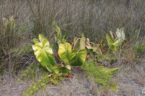 Philodendron erubescens (Philodendron erubescens)