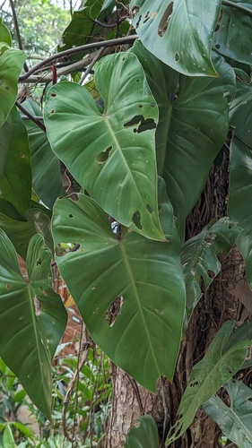 Philodendron erubescens (Philodendron erubescens)