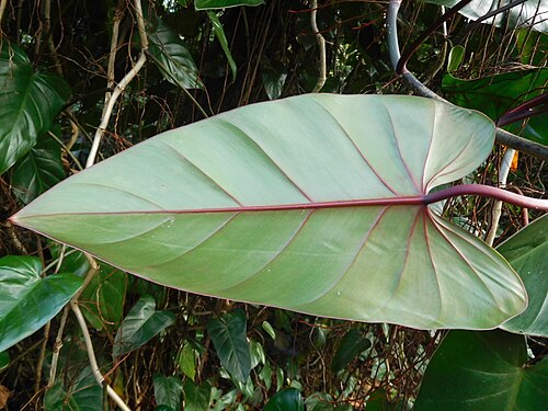 Philodendron erubescens: feuille philodendron erubescens (feuille vu de dessous).