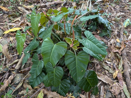 Philodendron erubescens (Philodendron erubescens)