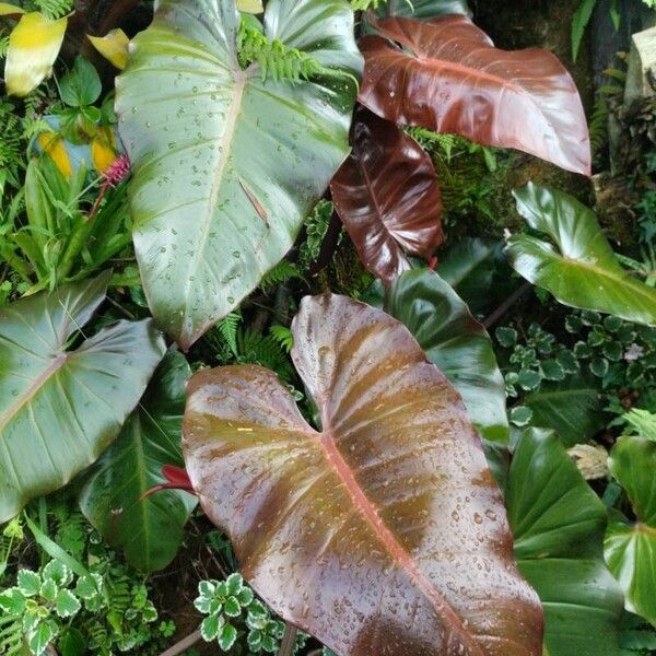 Philodendron erubescens (Philodendron erubescens)