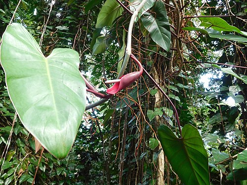 Philodendron erubescens: Philodendron erubescens. Plante évoluant dans un milieu naturel