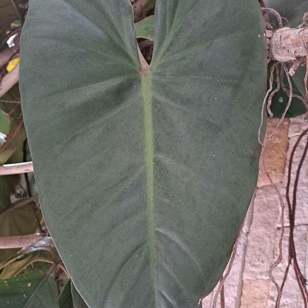 Philodendron erubescens (Philodendron erubescens)