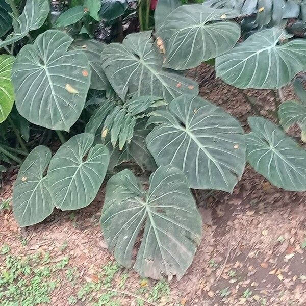 Philodendron gloriosum (Philodendron gloriosum)