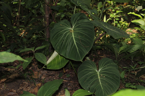 Philodendron gloriosum (Philodendron gloriosum)