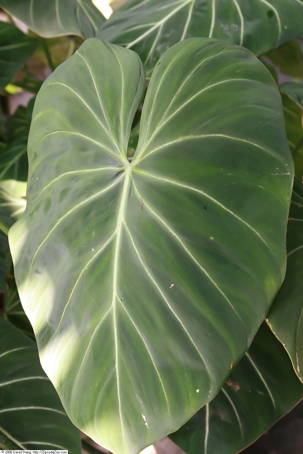 Philodendron gloriosum: Location taken: United States Botanic Garden. Names: Philodendron gloriosum André, Satin Leaf Philodendro Classification: Plantae > Magnoliophyta > Liliopsida >
