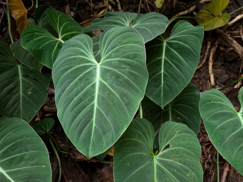 Philodendron gloriosum (Philodendron gloriosum)