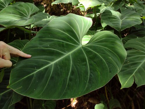 Philodendron gloriosum (Philodendron gloriosum)