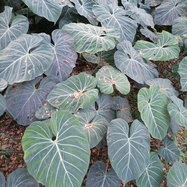 Philodendron gloriosum (Philodendron gloriosum)