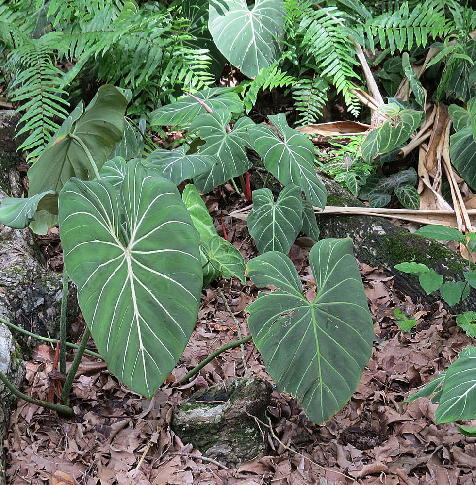 Philodendron gloriosum: This species is fairly widespread, but rare. It is here at Summit Park in Panama, likely planted. Unusual for a philodendron, it is a creeper, not a climber.