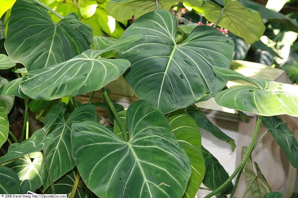 Philodendron gloriosum: Location taken: United States Botanic Garden. Names: Philodendron gloriosum André, Satin Leaf Philodendro Classification: Plantae > Magnoliophyta > Liliopsida >