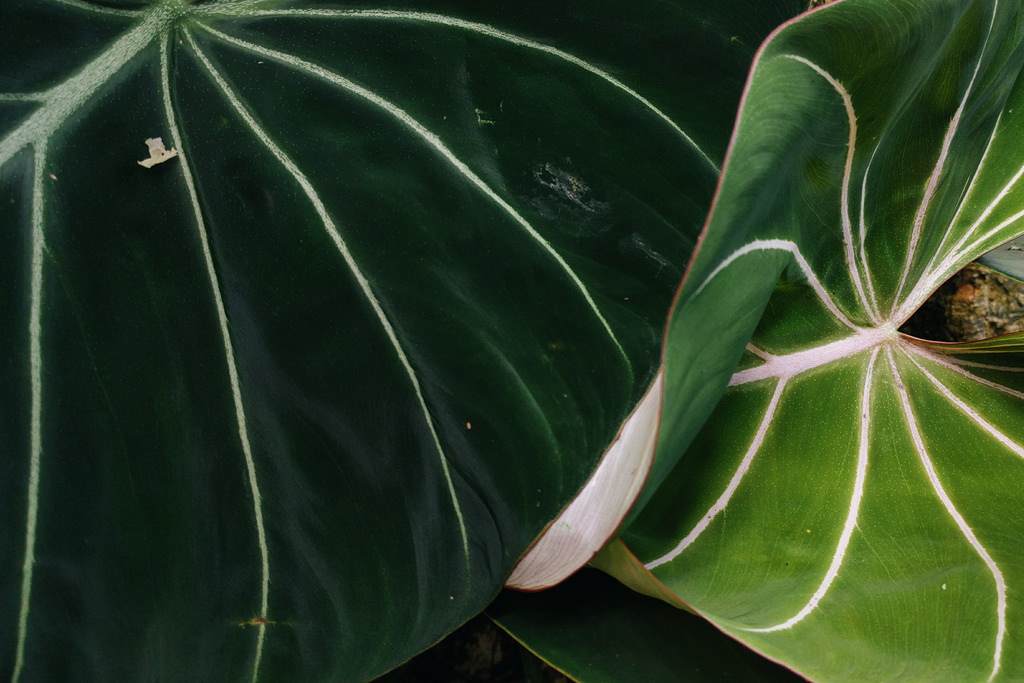 Philodendron gloriosum: A closeup of two Philodendron gloriosum leaves from a specimen in the Enid A. Haupt conservatory at the New York Botanical Garden. On the left, a mature leaf wi