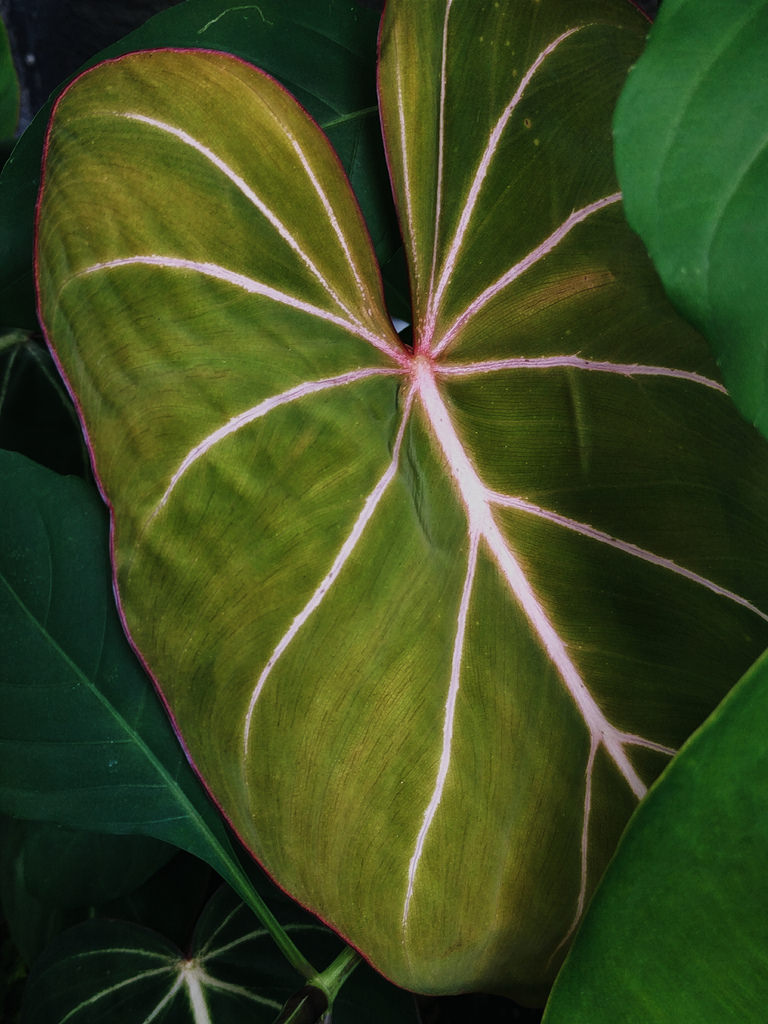 Philodendron gloriosum: New leaf of a P. gloriosum specimen at Wave Hill Botanical Garden in New York, exhibiting pinkish veins and margins with a chartreuse flesh.