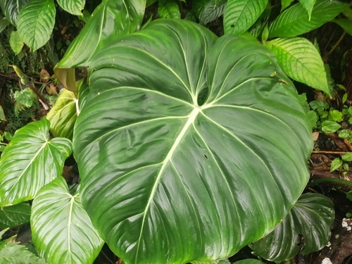 Philodendron gloriosum (Philodendron gloriosum)