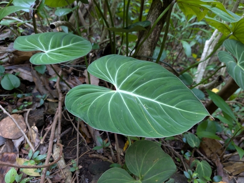 Philodendron gloriosum (Philodendron gloriosum)