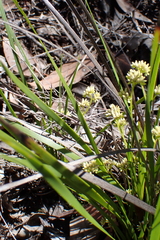 Phlebocarya ciliata (Phlebocarya ciliata)