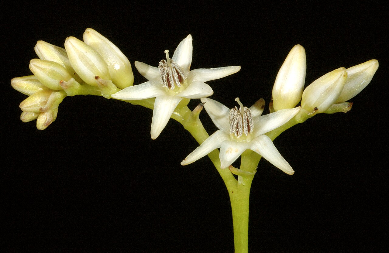 Phlebocarya ciliata: KRT3052