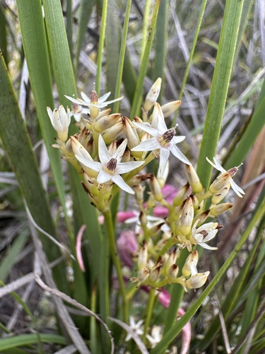 Phlebocarya ciliata (Phlebocarya ciliata)