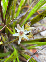Phlebocarya ciliata (Phlebocarya ciliata)