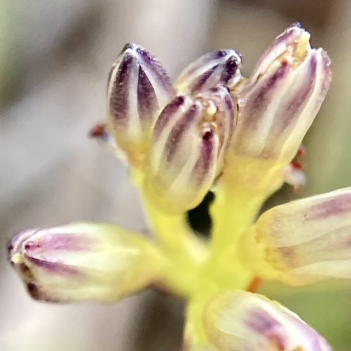 Phlebocarya ciliata (Phlebocarya ciliata)