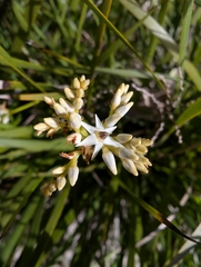 Phlebocarya ciliata (Phlebocarya ciliata)