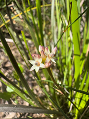 Phlebocarya ciliata (Phlebocarya ciliata)