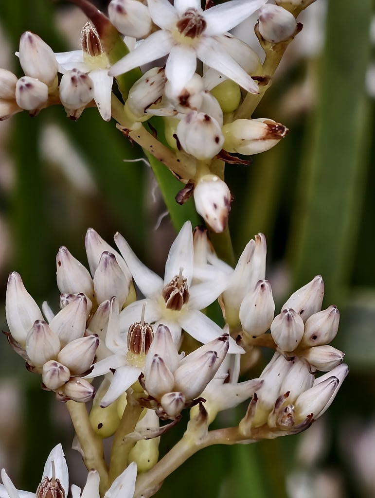 Phlebocarya ciliata (Phlebocarya ciliata)