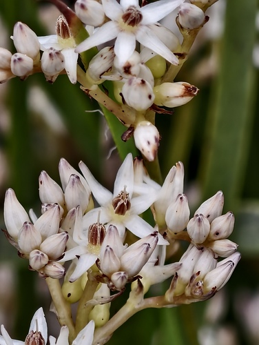 Phlebocarya ciliata (Phlebocarya ciliata)