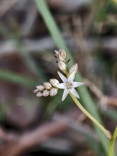 Phlebocarya ciliata (Phlebocarya ciliata)
