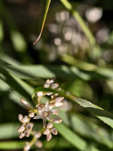 Phlebocarya ciliata (Phlebocarya ciliata)