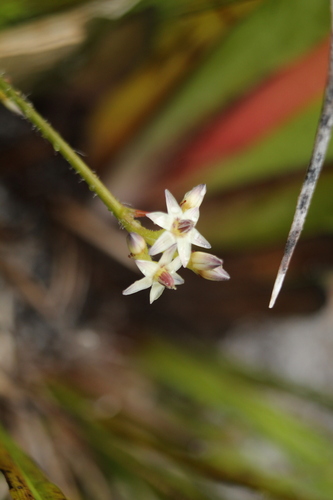 Phlebocarya ciliata (Phlebocarya ciliata)