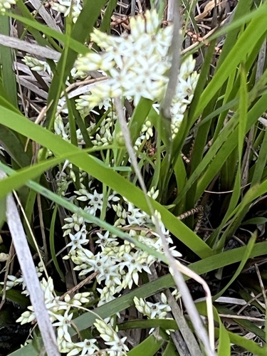 Phlebocarya ciliata (Phlebocarya ciliata)