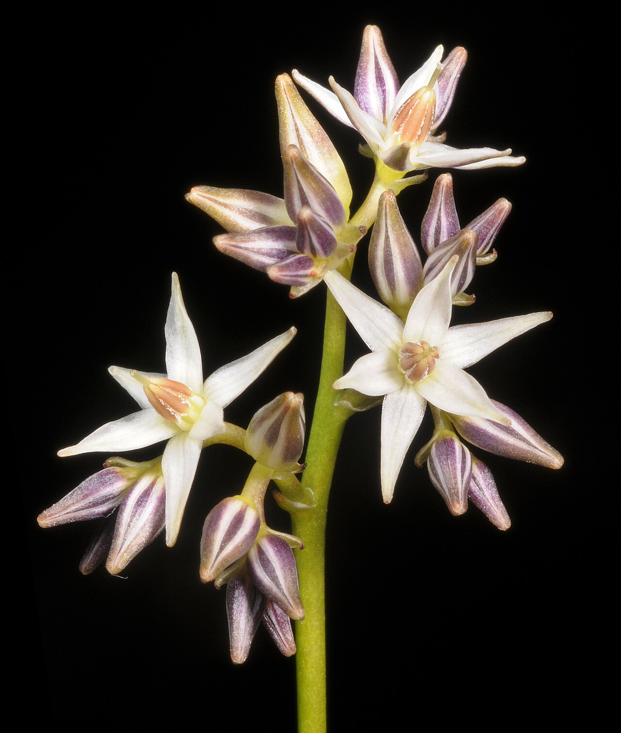 Phlebocarya filifolia: KRT3932