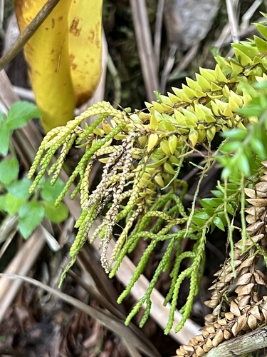 Phlegmariurus australis (Phlegmariurus australis)