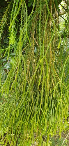 Phlegmariurus billardierei (Phlegmariurus billardierei)