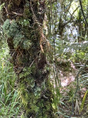 Phlegmariurus billardierei (Phlegmariurus billardierei)
