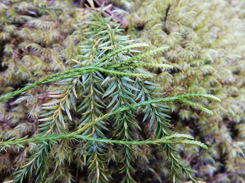 Phlegmariurus billardierei (Phlegmariurus billardierei)