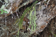 Phlegmariurus billardierei (Phlegmariurus billardierei)