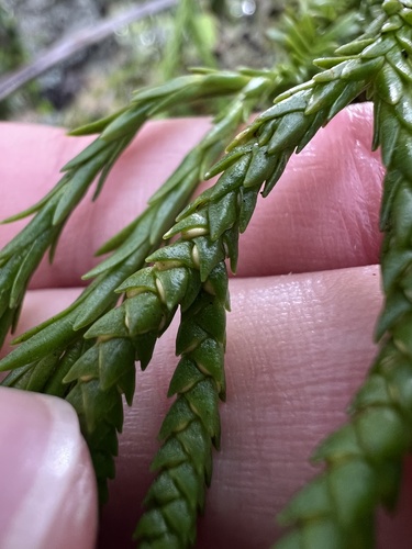 Phlegmariurus billardierei (Phlegmariurus billardierei)