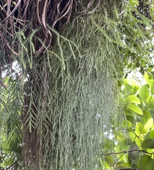 Phlegmariurus billardierei (Phlegmariurus billardierei)