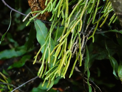 Phlegmariurus billardierei (Phlegmariurus billardierei)